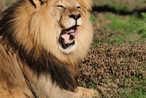 Порт-Элизабет: сафари в парке Аддо – береговая экскурсия + трансфер