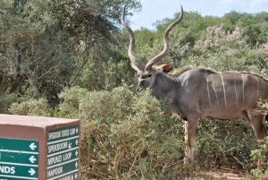 Порт-Элизабет: сафари в парке Аддо – береговая экскурсия + трансфер