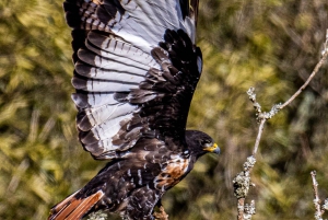 Порт-Элизабет: сафари в парке Аддо – береговая экскурсия + трансфер