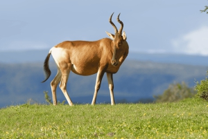 Порт-Элизабет: сафари в парке Аддо – береговая экскурсия + трансфер
