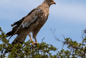 Порт-Элизабет: сафари в парке Аддо – береговая экскурсия + трансфер