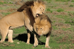 Порт-Элизабет: сафари в парке Аддо – береговая экскурсия + трансфер