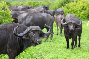 Порт-Элизабет: сафари в парке Аддо – береговая экскурсия + трансфер
