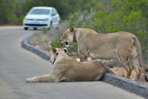 Порт-Элизабет: сафари в парке Аддо – береговая экскурсия + трансфер