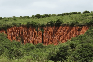 Порт-Элизабет: сафари в парке Аддо – береговая экскурсия + трансфер