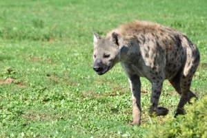 Порт-Элизабет: сафари в парке Аддо – береговая экскурсия + трансфер