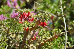 Порт-Элизабет: сафари в парке Аддо – береговая экскурсия + трансфер