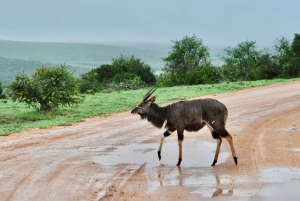 Порт-Элизабет: сафари в парке Аддо – береговая экскурсия + трансфер