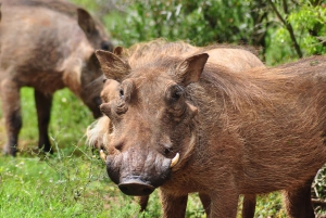 Порт-Элизабет: сафари в парке Аддо – береговая экскурсия + трансфер