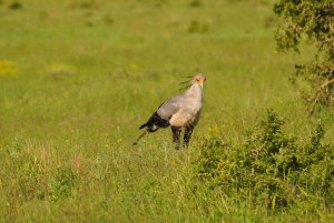 Порт-Элизабет: сафари в парке Аддо – береговая экскурсия + трансфер