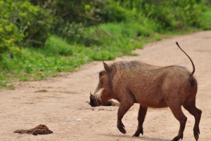 Порт-Элизабет: сафари в парке Аддо – береговая экскурсия + трансфер