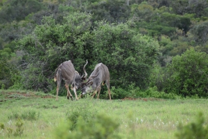 Порт-Элизабет: сафари в парке Аддо – береговая экскурсия + трансфер