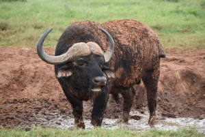 Порт-Элизабет: сафари в парке Аддо – береговая экскурсия + трансфер
