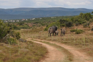 Порт-Элизабет: сафари в парке Аддо – береговая экскурсия + трансфер
