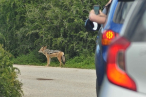 Порт-Элизабет: сафари в парке Аддо – береговая экскурсия + трансфер