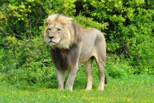 Порт-Элизабет: сафари в парке Аддо – береговая экскурсия + трансфер