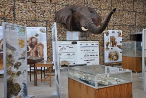 Порт-Элизабет: сафари в парке Аддо – береговая экскурсия + трансфер