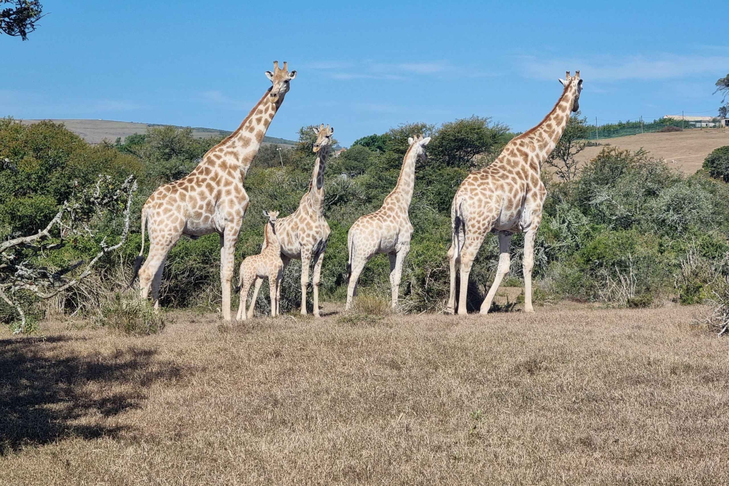 Port Elizabeth: Safari w parku Addo z spacerem wśród żyraf i lunchem