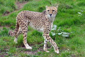 Ganztägige Addo-Elefanten-Safari & Städtetour in Port Elizabeth