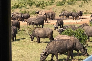 Ganztägige Addo-Elefanten-Safari & Städtetour in Port Elizabeth