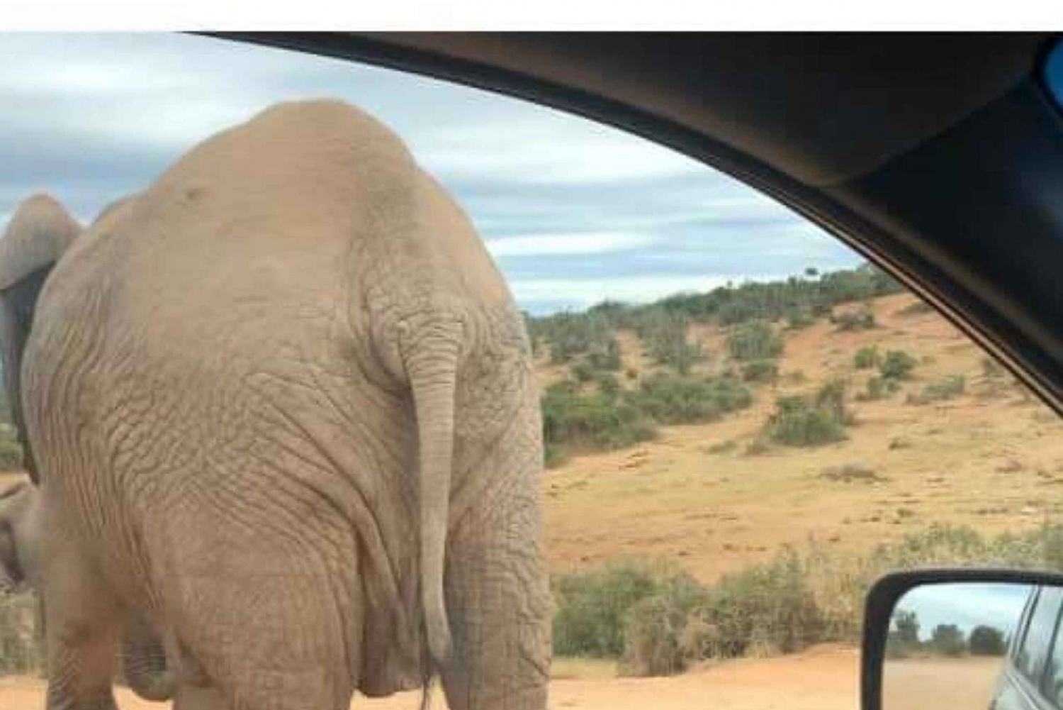 Port Elizabeth: Safari doppio e tour della città