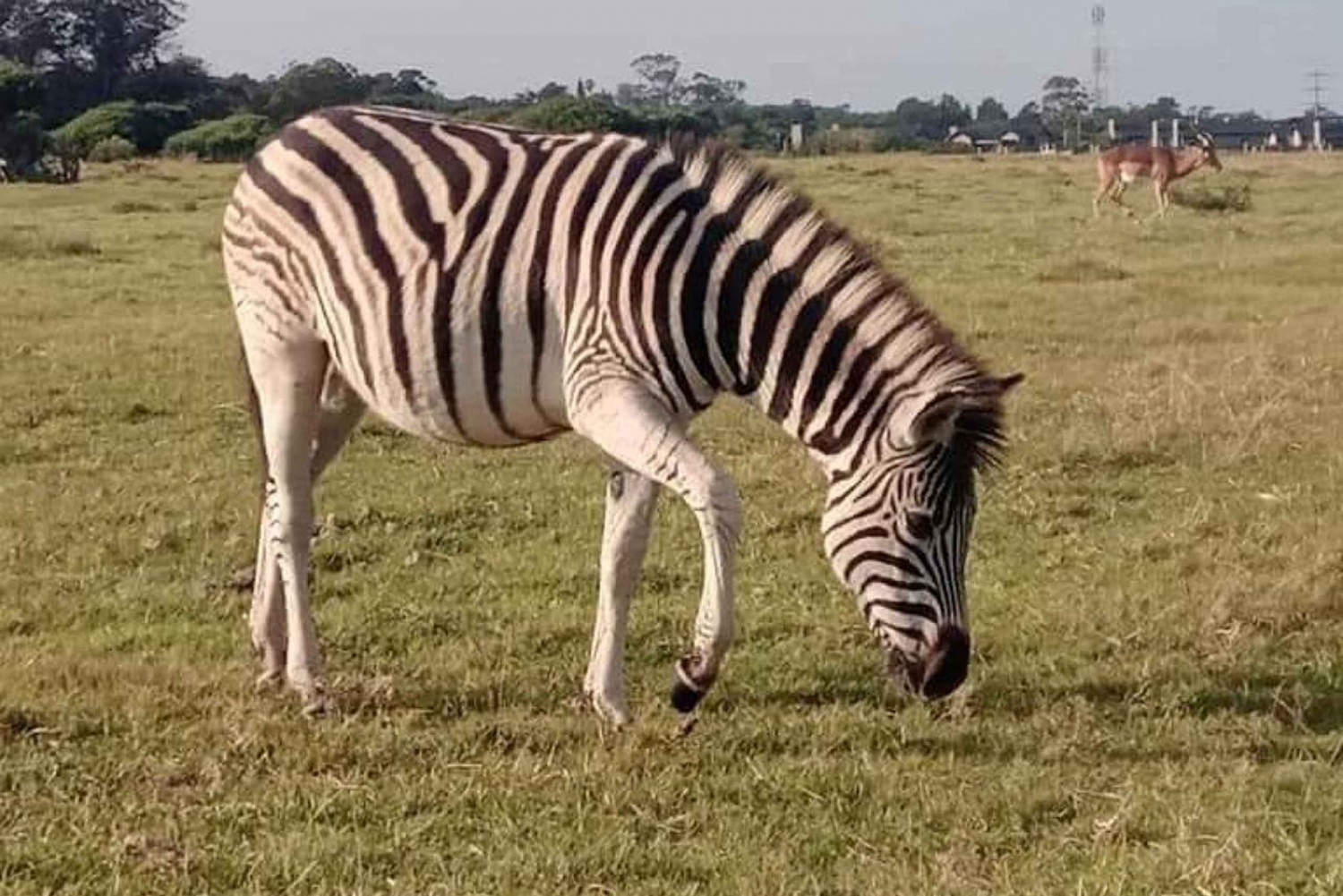 Port Elizabeth: Kragga Kamma Game Park i wycieczka po mieście