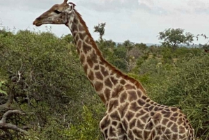 Port Elizabeth: Kragga Kamma Wildpark und Stadtführung