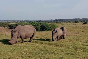 Port Elizabeth: Kragga Kamma Wildpark und Stadtführung