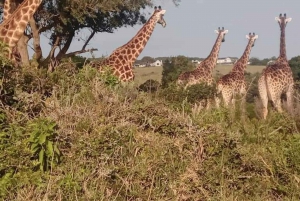 Port Elizabeth: Kragga Kamma Wildpark und Stadtführung