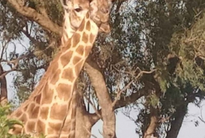 Port Elizabeth: Kragga Kamma Wildpark und Stadtführung