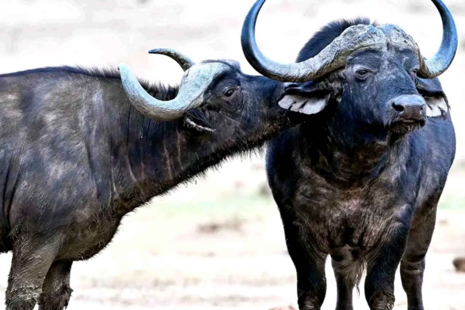 Kustwandeling Sacramento Trail: Port Elizabeth