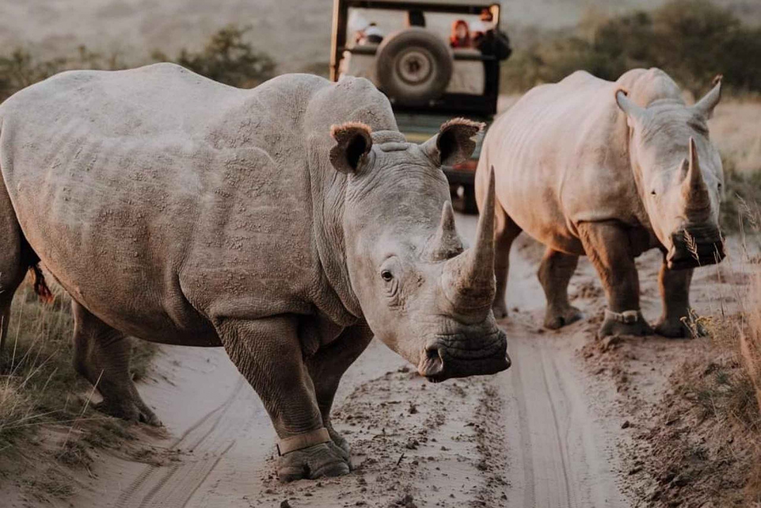 Port Elizabeth : safari dans la réserve privée de Kragga Kamma