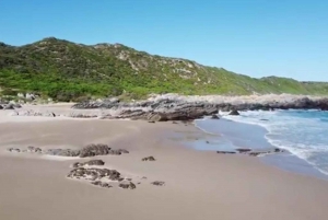 Całodniowa wycieczka do Parku Narodowego Tsitsikamma: Port Elizabeth