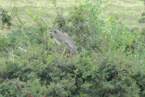 Частный заповедник Schotia Safaris: Порт-Элизабет