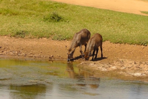 Частный заповедник Schotia Safaris: Порт-Элизабет