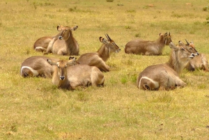 Частный заповедник Schotia Safaris: Порт-Элизабет