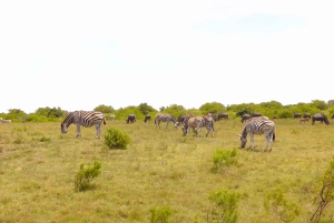 Частный заповедник Schotia Safaris: Порт-Элизабет