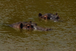 Частный заповедник Schotia Safaris: Порт-Элизабет