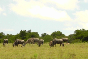 Частный заповедник Schotia Safaris: Порт-Элизабет