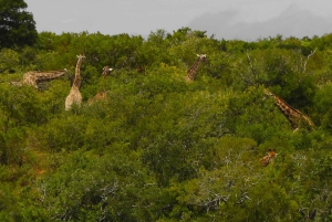 Частный заповедник Schotia Safaris: Порт-Элизабет