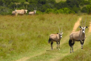 Частный заповедник Schotia Safaris: Порт-Элизабет
