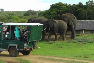 Частный заповедник Schotia Safaris: Порт-Элизабет