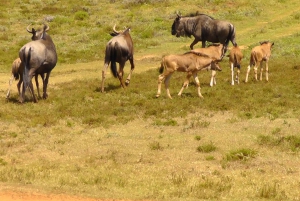 Частный заповедник Schotia Safaris: Порт-Элизабет