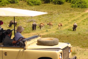 Частный заповедник Schotia Safaris: Порт-Элизабет