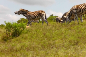 Частный заповедник Schotia Safaris: Порт-Элизабет