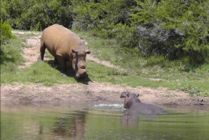 Частный заповедник Schotia Safaris: Порт-Элизабет