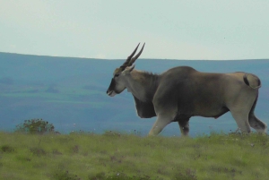 Частный заповедник Schotia Safaris: Порт-Элизабет