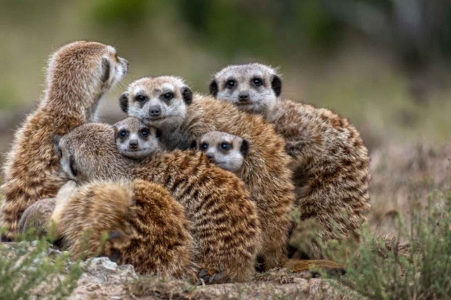 Двухдневная экскурсия в Национальный парк слонов Аддо: Порт-Элизабет