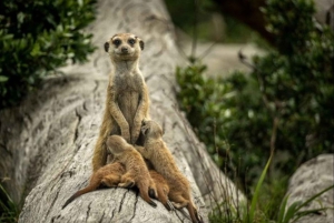 Двухдневная экскурсия в Национальный парк слонов Аддо: Порт-Элизабет