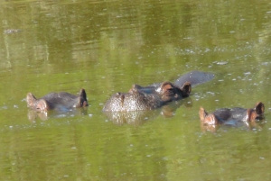 Частный заповедник Schotia Safaris: Порт-Элизабет